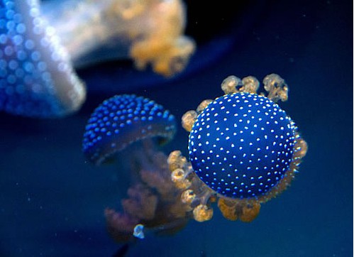 ����������������ɫ�ġ�Ģ����Сˮĸ��ͼ��