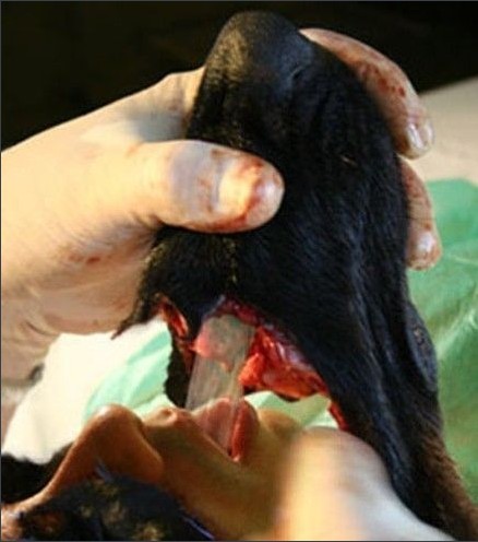 �ֲ���̬���������ݳɹ�ͷ ���˹�������ȫ����