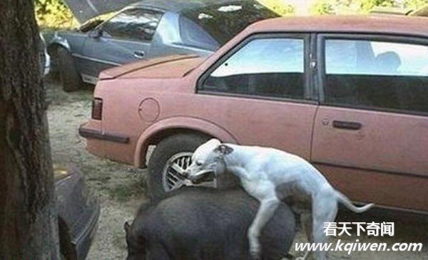 �����İ��ĳ��ͳ��� ǿ����������ͼ�̵�(��ͼ)