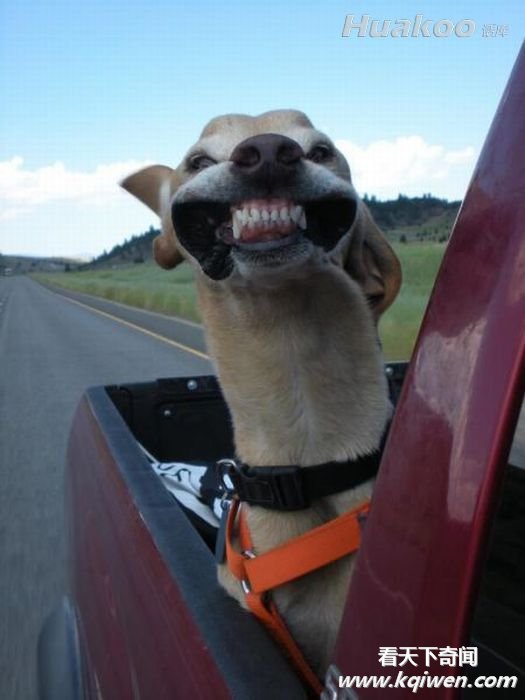 ��ЦͼƬ �޵и�Ц����������ͼ��ͼ��